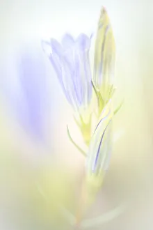 Artistic Prints: Close up of flower