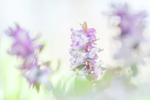 The Netherlands Prints: Close up of flowering Corydalis cava, Oud Poelgeest estate, Zuid-Holland, The Netherlands