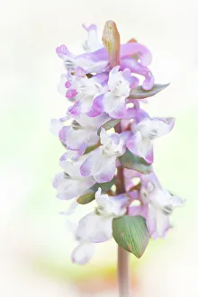 The Netherlands Prints: Close up of flowering Corydalis cava against a white background