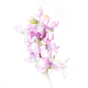 Close up of flowering Hollowroot (Corydalis cava) against a white background Close up of flowering Hollowroot (Corydalis cava) against a white background