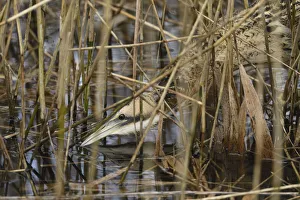 Close up of a foraging Great Bittern (Botaurus stellaris) amidst a reed bed, Roggebotsbos Close up of a foraging Great Bittern (Botaurus stellaris) amidst a reed bed, Roggebotsbos