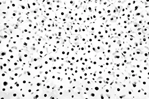 Close up of frog spawn, Haarlem, Noord-Holland, The Netherlands - Honorable Mention in the Black-and-White category of Close up of frog spawn, Haarlem, Noord-Holland, The Netherlands - Honorable Mention in the Black-and-White category of