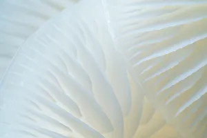 Close up of the gills of Porcelain fungi (Oudemansiella mucida) Close up of the gills of Porcelain fungi (Oudemansiella mucida)