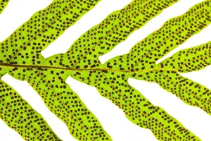 Artistic Prints: Close up of a leaf against a white background