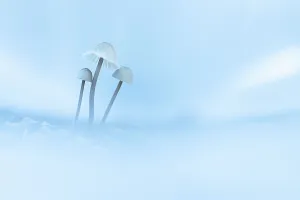 Autumn Prints: Close up of mushrooms, The Netherlands
