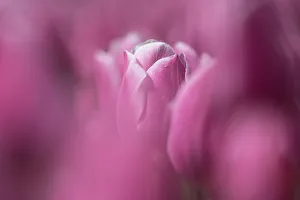 Abstract Prints: Close up of a purple Tulip in a bulb field
