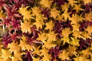 close-up of colored peat-moss, Langsua National Park, Gausdal, Norway close-up of colored peat-moss, Langsua National Park, Gausdal, Norway
