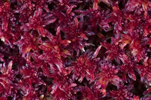close-up of colored peat-moss (Sphagnum sp.), Langsua National Park, Gausdal, Norway close-up of colored peat-moss (Sphagnum sp.), Langsua National Park, Gausdal, Norway