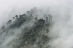 Cloud forest canopy, Andes, Ecuador
