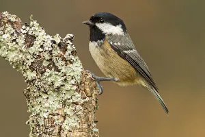 Coal Tit (Periparus ater) perched on lichen branch, Galicia, Spain