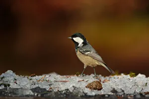 Coal Tit (Periparus ater), Utrecht, The Netherlands