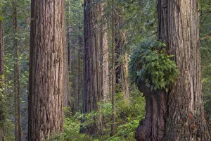 Coast Redwood (Sequoia sempervirens) burr, Redwood National Park, California