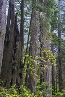 Coast Redwood (Sequoia sempervirens) trees and Pacific Rhododendron (Rhododendron macrophyllum)