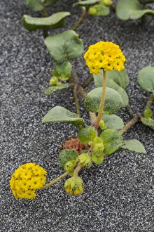 Coastal Sand Verbena (Abronia latifolia) flowers, Gold Bluffs Beach, Redwood National Park Coastal Sand Verbena (Abronia latifolia) flowers, Gold Bluffs Beach, Redwood National Park