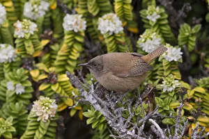 Troglodytidae Prints: Cobbs Wren (Troglodytes cobbi), Sea Lion Island, Falkland Islands
