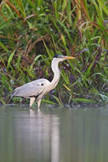 South America Prints: Cocoi Heron (Ardea cocoi), Ecuador