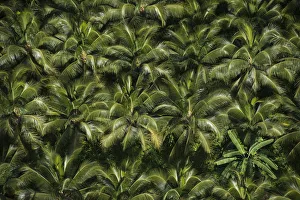 Green Prints: Coconut Palm (Cocos nucifera) forest, Georgetown, Guyana