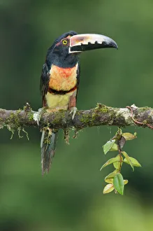 Central America Prints: Collared Aracari (Pteroglossus torquatus), Costa Rica
