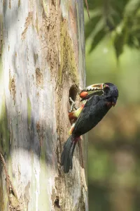 Collared Aracari (Pteroglossus torquatus) at breeding hole, Costa Rica