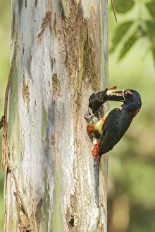 Collared Aracari (Pteroglossus torquatus) feeds young in breeding hole, Costa Rica