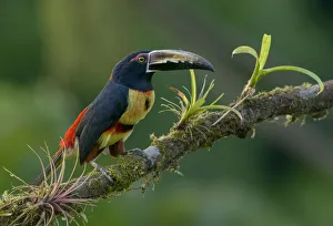 Collared Aracari (Pteroglossus torquatus) perched on a branch, Alajuela, Costa Rica