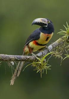 Collared Aracari (Pteroglossus torquatus) perched on a branch, Alajuela, Costa Rica