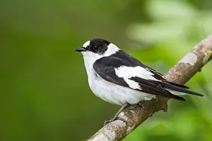 Collared Flycatcher (Ficedula albicollis) male, Bavaria, Germany Collared Flycatcher (Ficedula albicollis) male, Bavaria, Germany