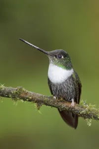 Collared Inca (Coeligena torquata), Ecuador