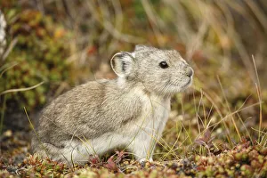 Collared Pika (Ochotona collaris) sitting in vegetation, Denali National Park and Preserve, Alaska, USA Collared Pika (Ochotona collaris) sitting in vegetation, Denali National Park and Preserve, Alaska, USA