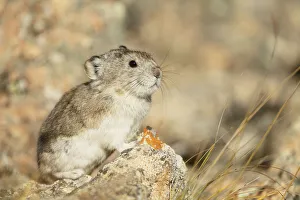 Collared Pika (Ochotona collaris) sitting on a rock, Denali National Park and Preserve, Alaska, USA Collared Pika (Ochotona collaris) sitting on a rock, Denali National Park and Preserve, Alaska, USA