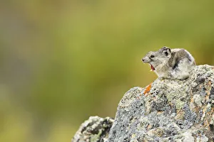 Collared Pika (Ochotona collaris) sitting on a rock, yawning, Denali National Park and Preserve, Alaska, United States
