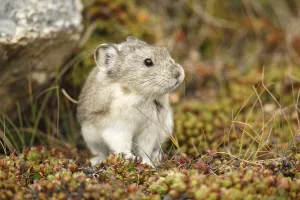 Collared Pika (Ochotona collaris) sitting in vegetation, Denali National Park and Preserve, Alaska, USA