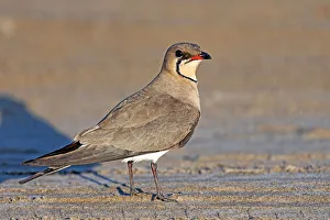 Collared Pratincole (Glareola pratincola) at the coast. The Collared Pratincole is one of Collared Pratincole (Glareola pratincola) at the coast. The Collared Pratincole is one of