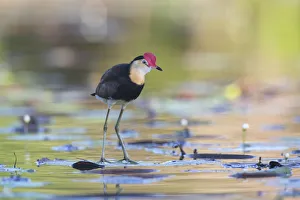 Comb-crested Jacana (Irediparra gallinacea), Queensland, Australia Comb-crested Jacana (Irediparra gallinacea), Queensland, Australia