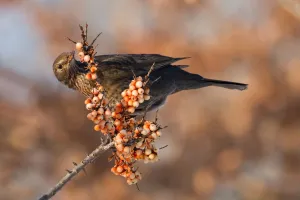 Common Blackbird (Turdus merula) female, Saxony-Anhalt, Germany