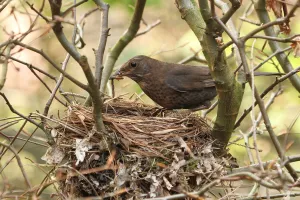 Common Blackbird (Turdus merula) female with feed at nest, Lower Saxony, Germany