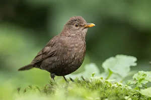 Close Up Prints: Common Blackbird (Turdus merula) female foraging on forest floor, Flanders, Belgium