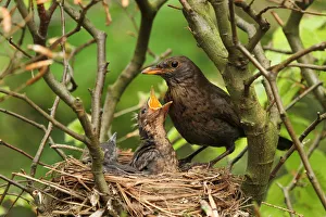 Common Blackbird (Turdus merula) female at nest with chicks, Lower Saxony, Germany