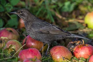 Common Blackbird (Turdus merula) juvenile, Schleswig-Holstein, Germany