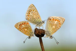 Common Blue (Polyommatus icarus) butterflies sunning, Noord-Holland, The Netherlands