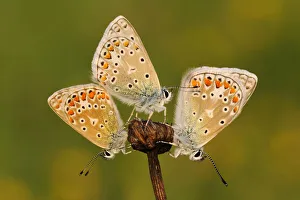 Common Blue (Polyommatus icarus) butterflies sunning, Noord-Holland, The Netherlands