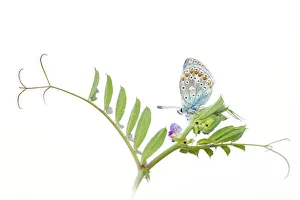 Common Blue (Polyommatus icarus) resting on Common Vetch, Noord-Holland, the Netherlands