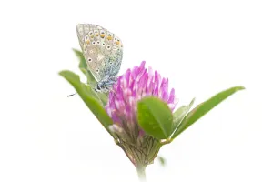 Common Blue (Polyommatus icarus) resting on Papaveraceae, Noord-Holland, the Netherlands