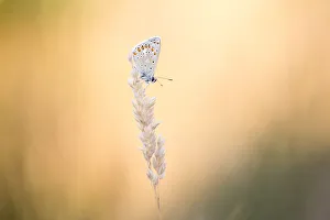 Common Blue (Polyommatus icarus) on seedhead at sunset, Zeeland, The Netherlands Common Blue (Polyommatus icarus) on seedhead at sunset, Zeeland, The Netherlands