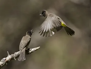 Common Bulbul (Pycnonotus barbatus), Chobe, Botswana