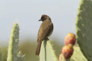 Bulbuls Prints: Common Bulbul (Pycnonotus barbatus), Morocco