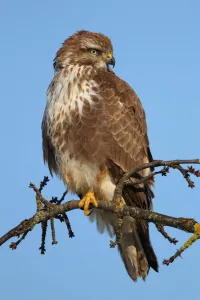 Accipitridae Prints: Common Buzzard (Buteo buteo), Aargau, Switzerland