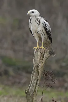 Germany Prints: Common Buzzard (Buteo buteo) juvenile, Lower Saxony, Germany
