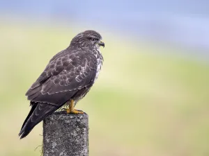 Common Buzzard (Buteo Buteo) looking around for food, Dronten, Flevoland, the Netherlands Common Buzzard (Buteo Buteo) looking around for food, Dronten, Flevoland, the Netherlands