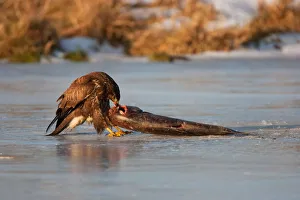 Germany Prints: Common Buzzard (Buteo buteo), Mecklenburg-Western Pomerania, Germany